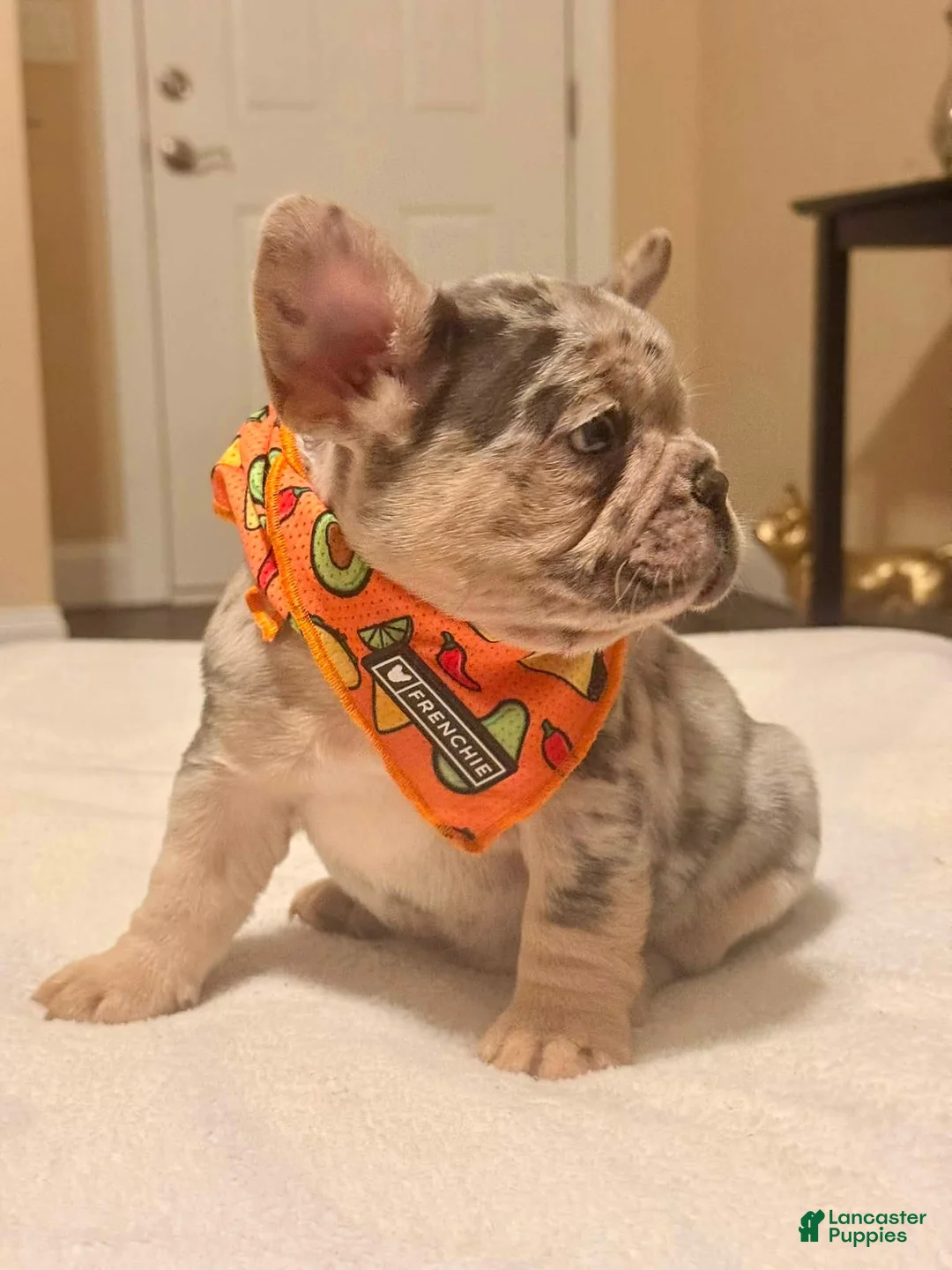 French Bulldog dogs for sale: 1 - Blue & Tan Merle Male - Ad 2