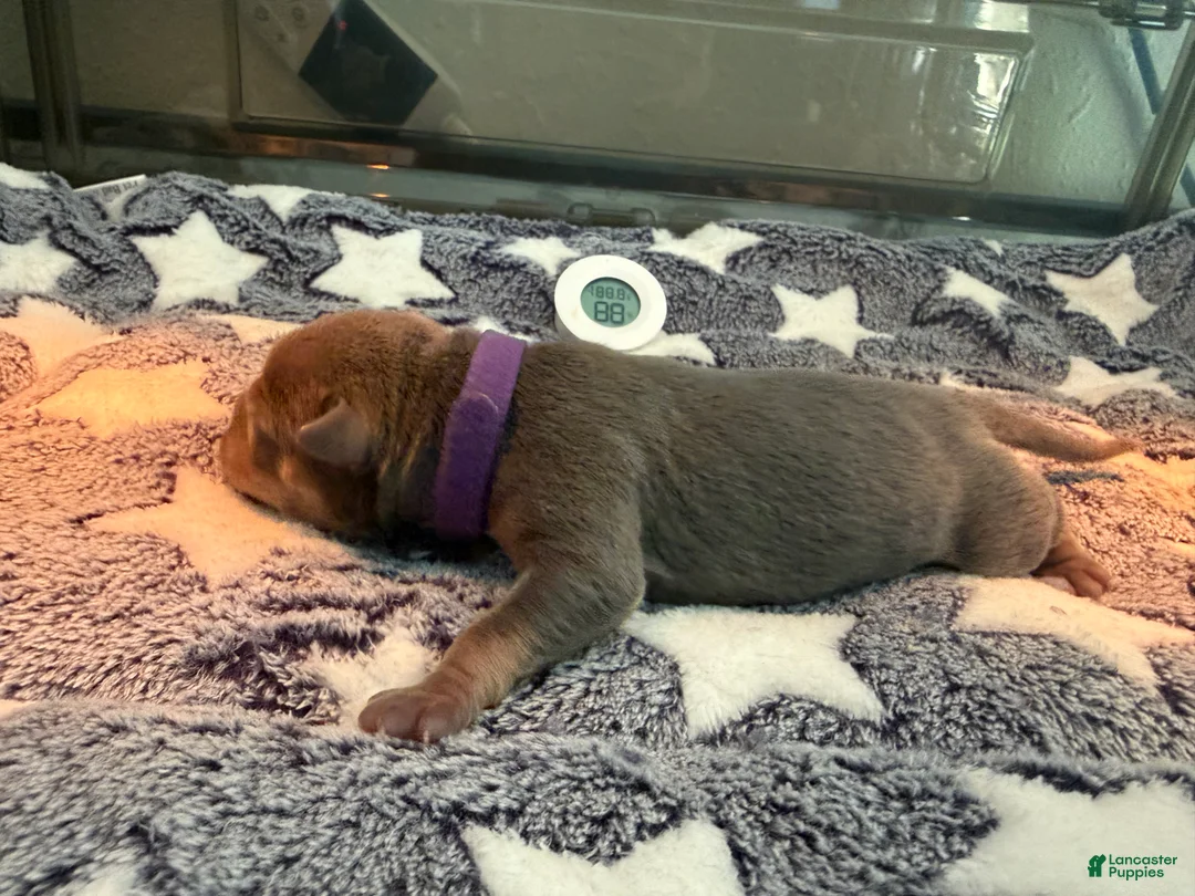 American Bully dogs for sale: American Bully 6 - Ad 2