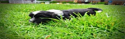 Havapoo dogs for sale: Scout - Ad 11
