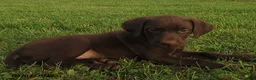 German Shorthaired Pointer dogs for sale: Bruce - Ad 2
