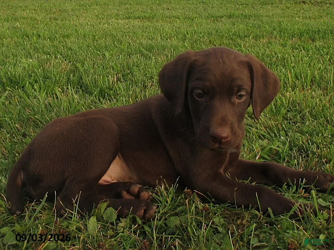 German Shorthaired Pointer dogs for sale: Bruce - Ad 2