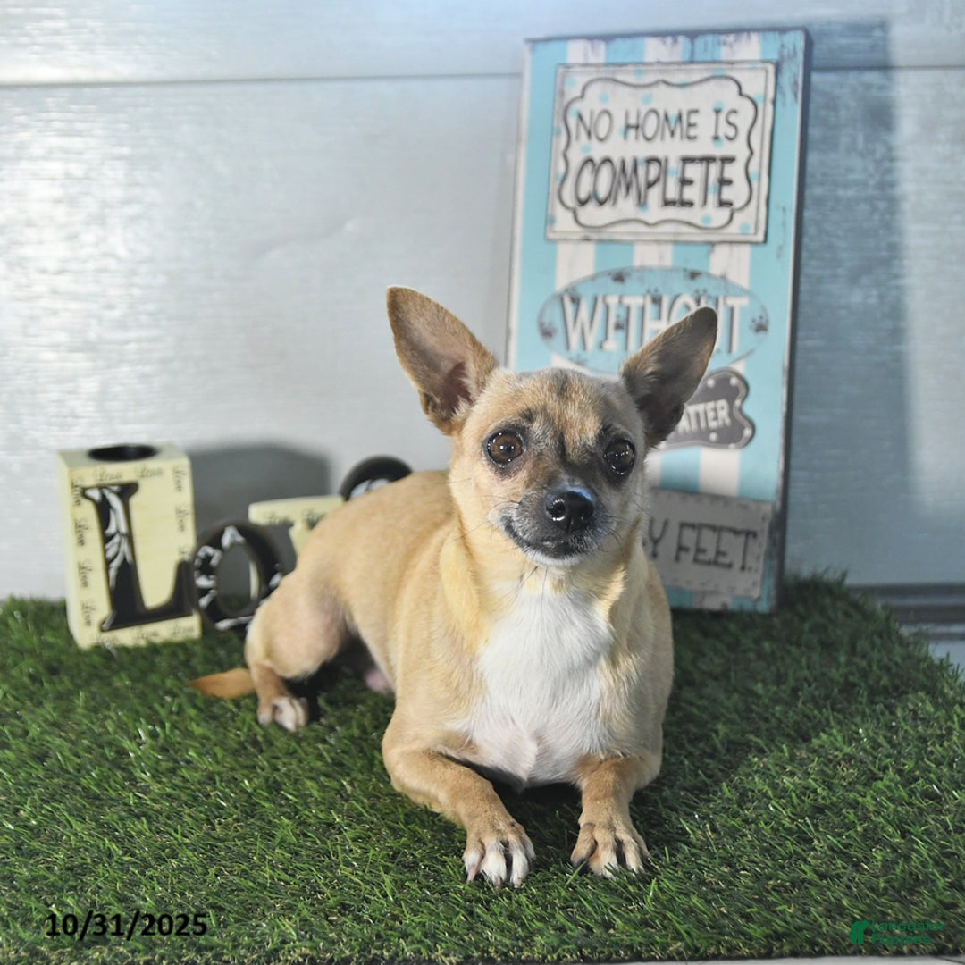 Chihuahua dogs for sale: Fritz - Ad 16