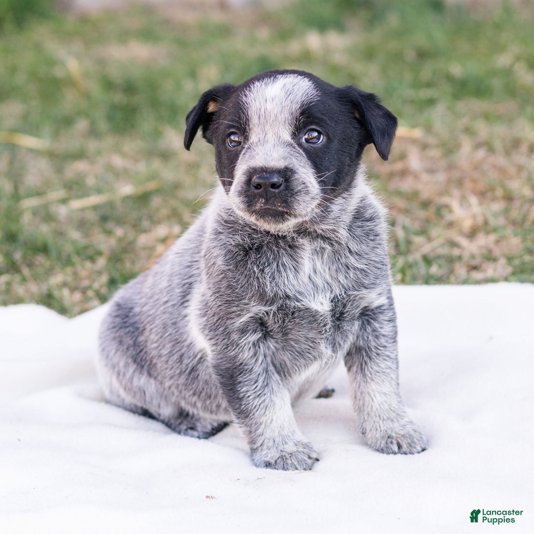 Mixed Breed dogs for sale: Hank  - Ad 4