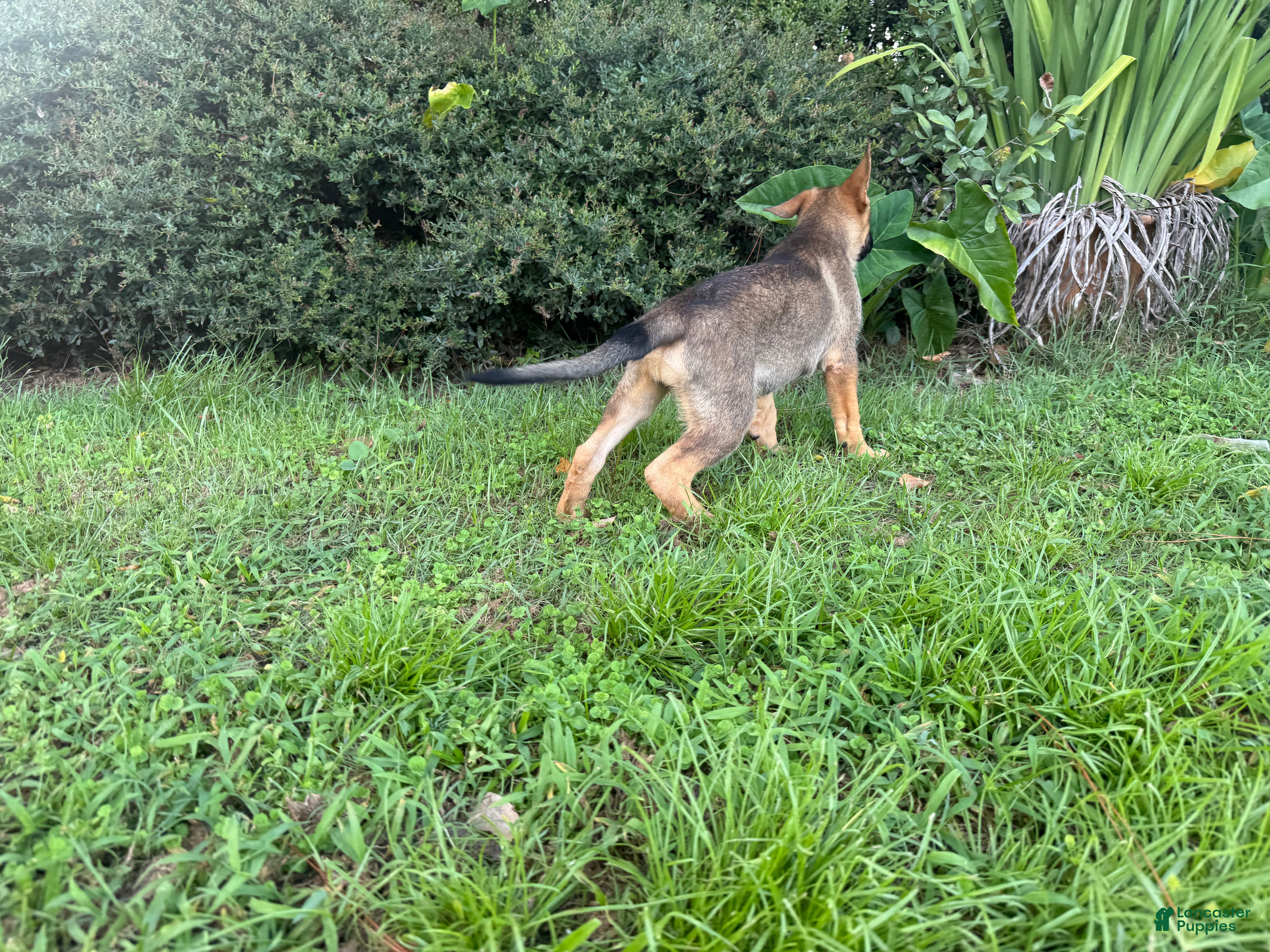 German Shepherd dogs Daphne - Ad 2
