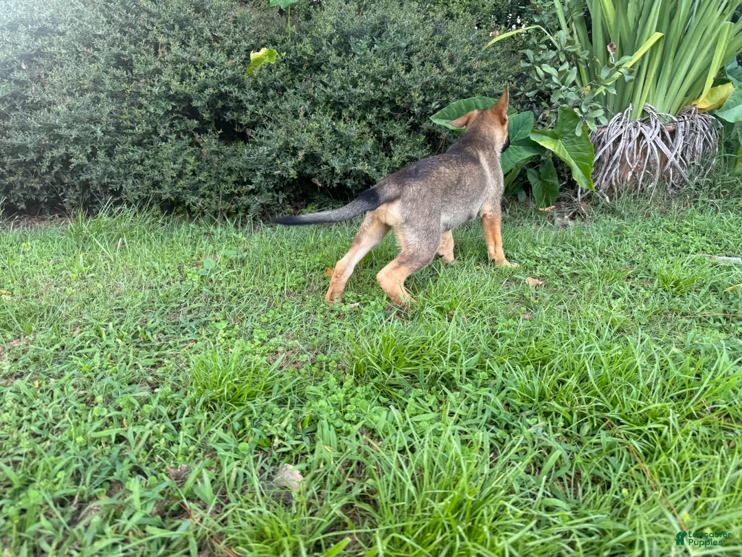 German Shepherd dogs for sale: Daphne - Ad 2