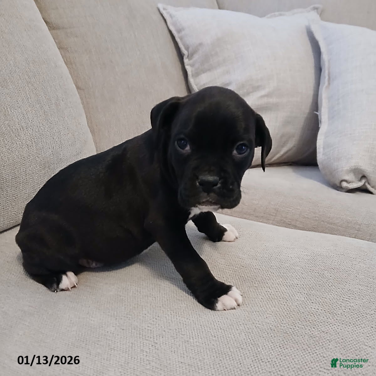 Boxer dogs Thunder - Ad 9