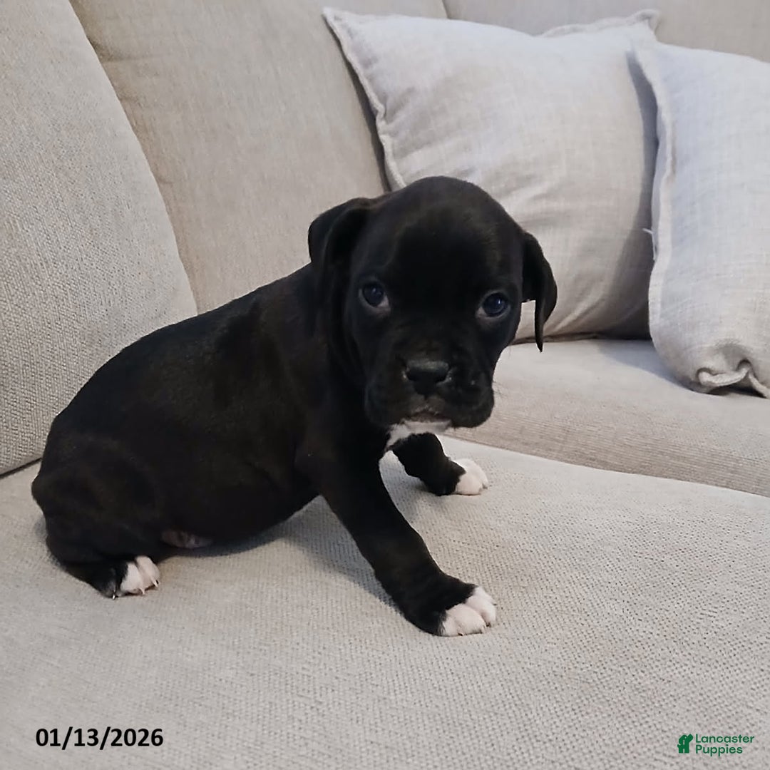 Boxer dogs for sale: Thunder - Ad 1