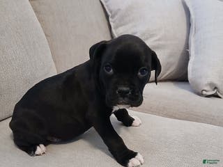 Boxer dogs Thunder - Ad 9