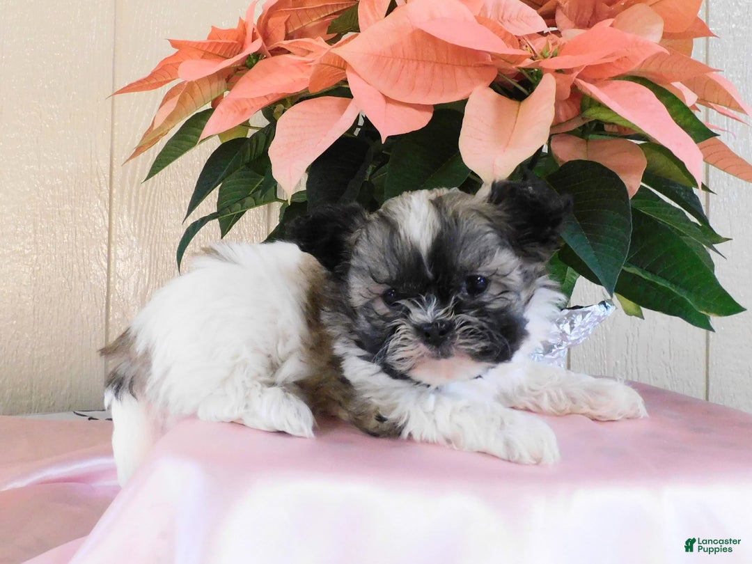 Teddy Bear dogs for sale: Ollie - Ad 2