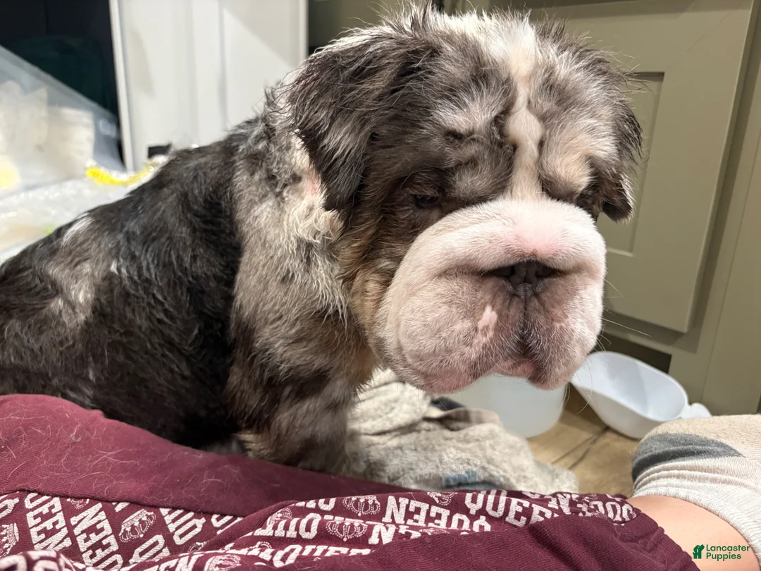 English Bulldog dogs for sale: English Bulldog Puppy 2 - Ad 2