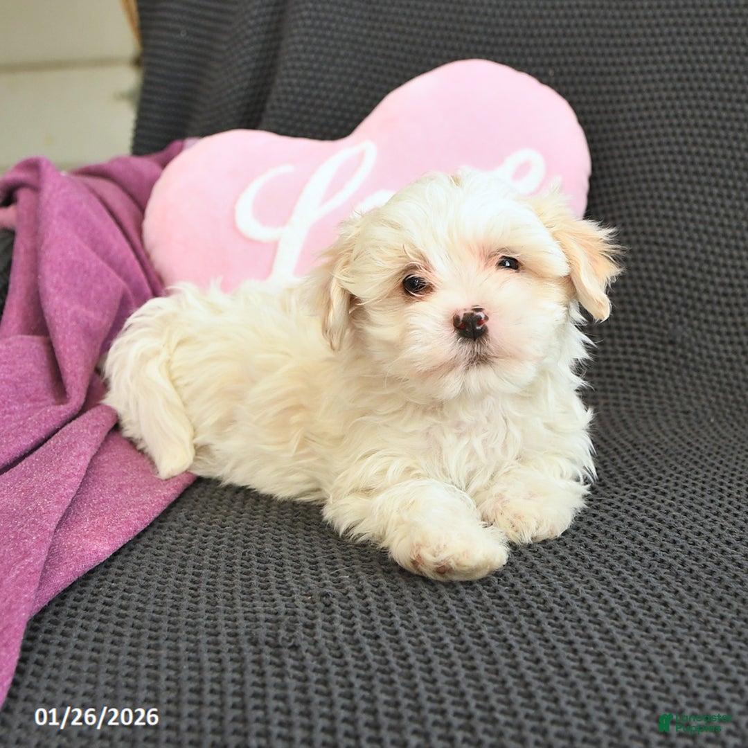 Mixed Breed dogs for sale: Josiah - Ad 1