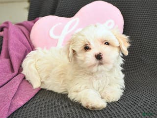 Mixed Breed dogs Josiah - Ad 36