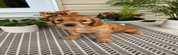 Miniature Golden Retriever dogs for sale: Moose - Ad 3