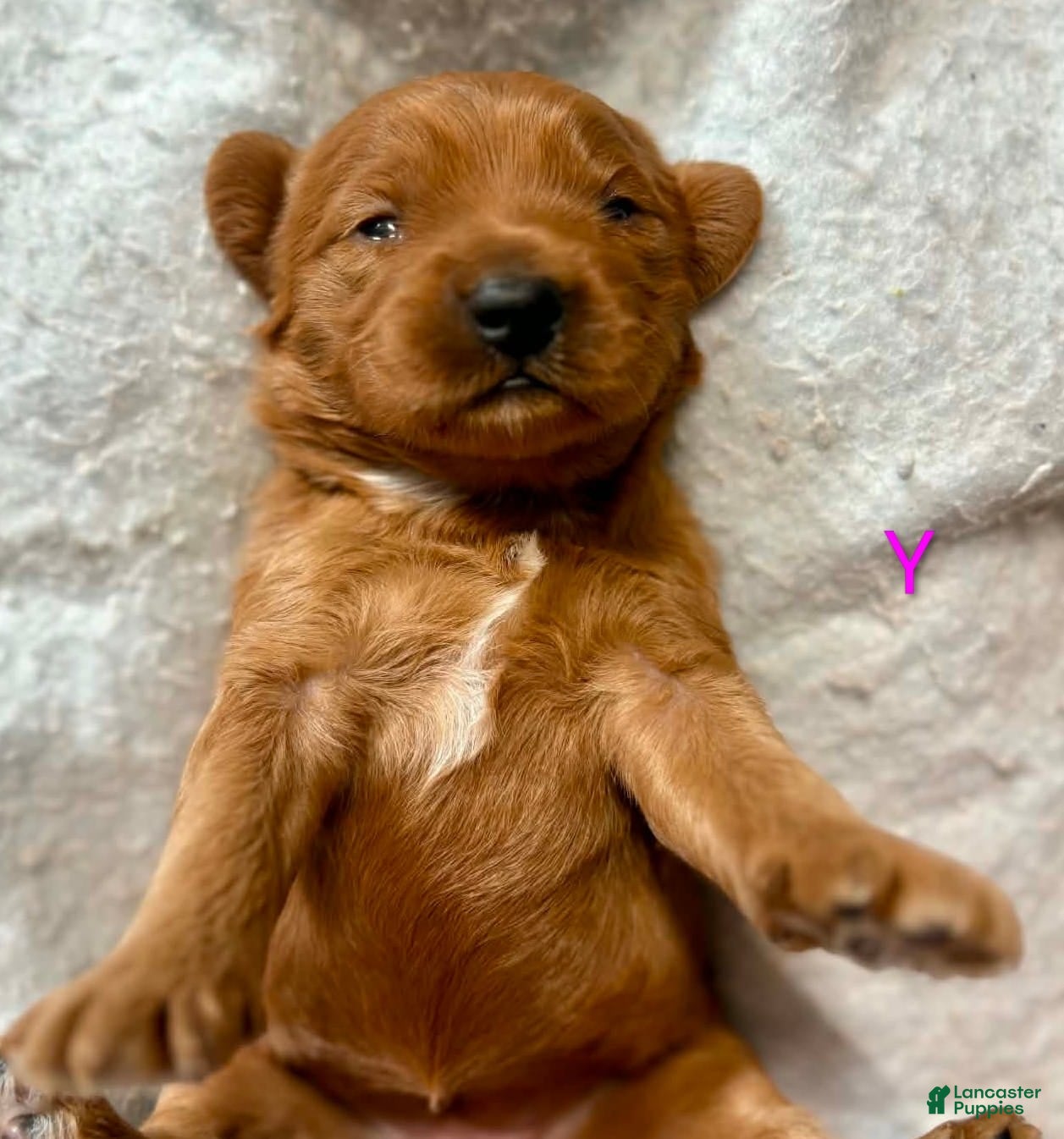 Australian Labradoodle dogs Myla - Ad 2