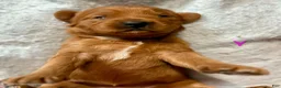 Australian Labradoodle dogs for sale: Myla - Ad 1