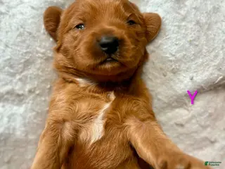 Australian Labradoodle dogs Myla - Ad 2