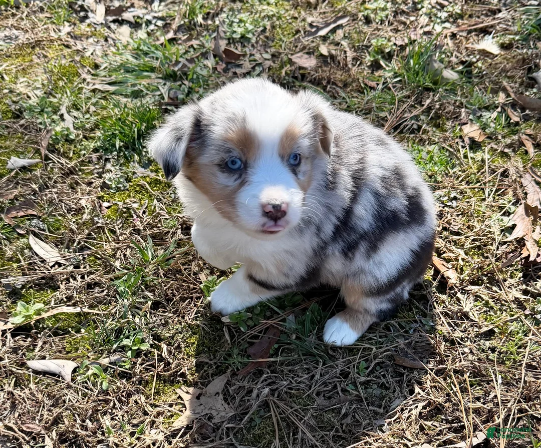 Australian Shepherd dogs for sale: Cupcake - Ad 4