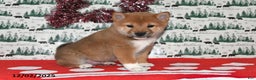 Shiba Inu dogs for sale: Milan - Ad 5