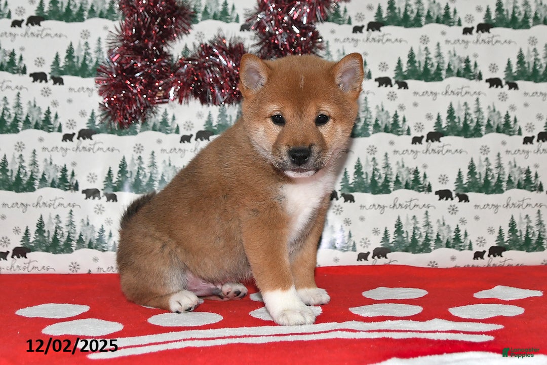 Shiba Inu dogs for sale: Milan - Ad 5