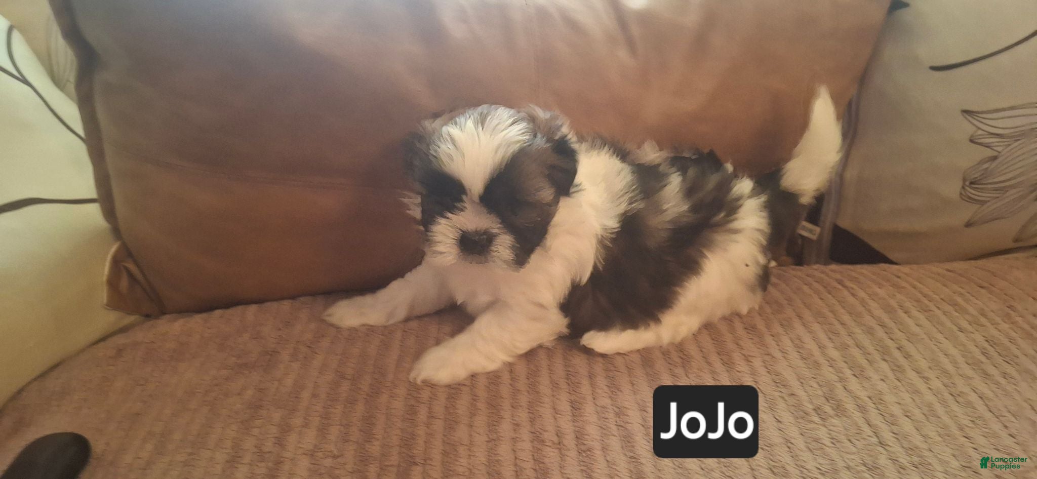 Shih Tzu dogs Shih Tzu 4 - Ad 27