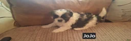 Shih Tzu dogs for sale: Shih Tzu 4 - Ad 1