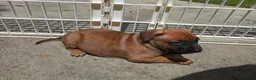 Mixed Breed dogs for sale: Mixed Breed 1 - Ad 10