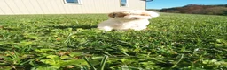 Toy Poodle dogs for sale: Pearl - Ad 3