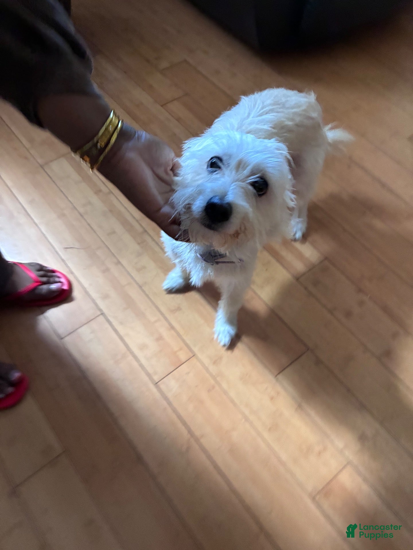 Mixed Breed dogs Mixed Breed 3 - Ad 9