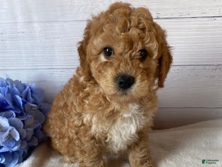 Mini Goldendoodle dogs - Ad 16