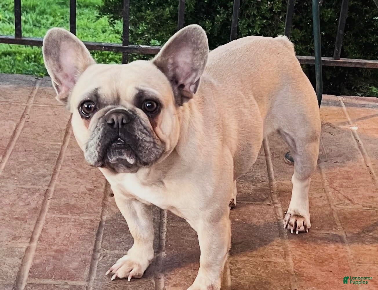 French Bulldog dogs 4 year old French Bulldog  - Ad 1