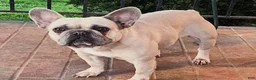 French Bulldog dogs for sale: 4 year old French Bulldog  - Ad 1