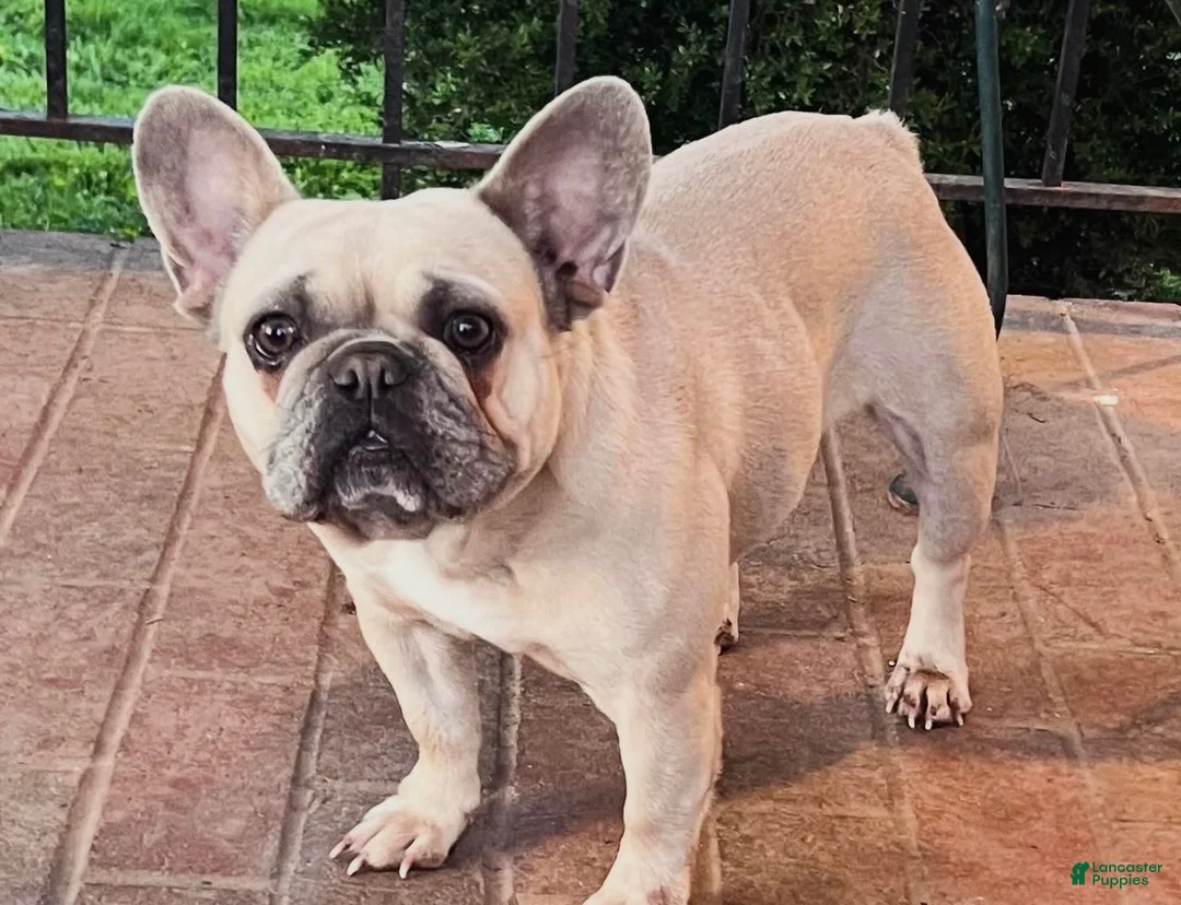 French Bulldog dogs for sale: 4 year old French Bulldog  - Ad 1