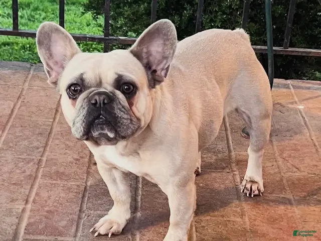 French Bulldog dogs 4 year old French Bulldog - Ad 20