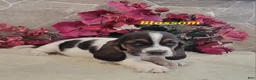 Basset Hound dogs for sale: Blossom - Ad 3