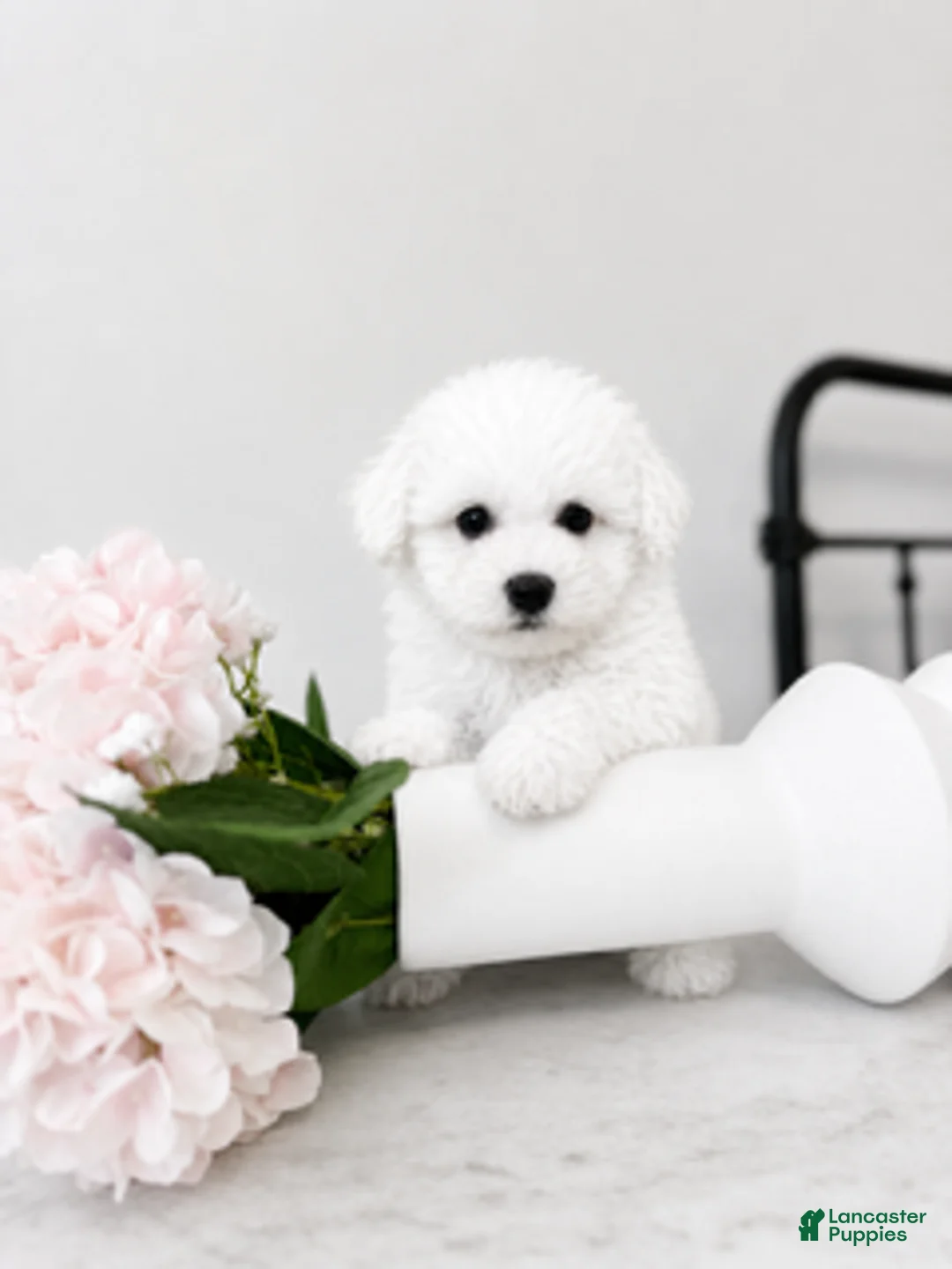 Maltipoo dogs for sale: Daisy - Ad 5
