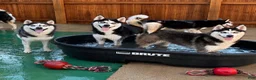 Pomsky dogs for sale: Rambo- Brown Collar - Ad 8