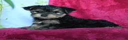 Yorkshire Terrier dogs for sale: Avangeline - Ad 4