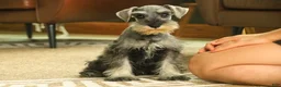 Miniature Schnauzer dogs for sale: Qeleigh Miniature Schnauzer  - Ad 18