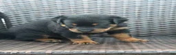 Rottweiler dogs for sale: Bear - Ad 2