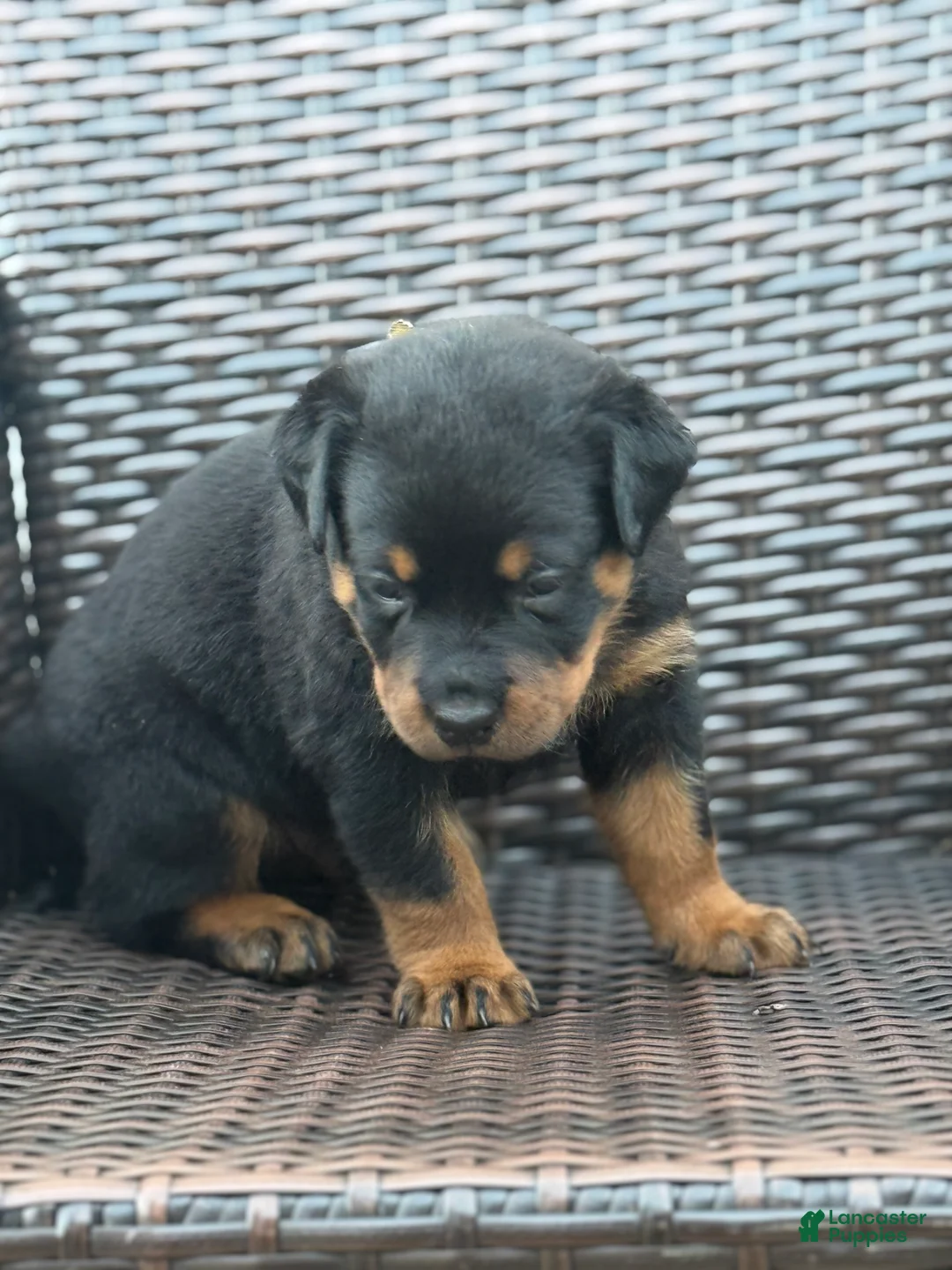 Rottweiler dogs for sale: Bear - Ad 2