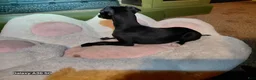 Italian Greyhound dogs for sale: Italian Greyhound 1 - Ad 4