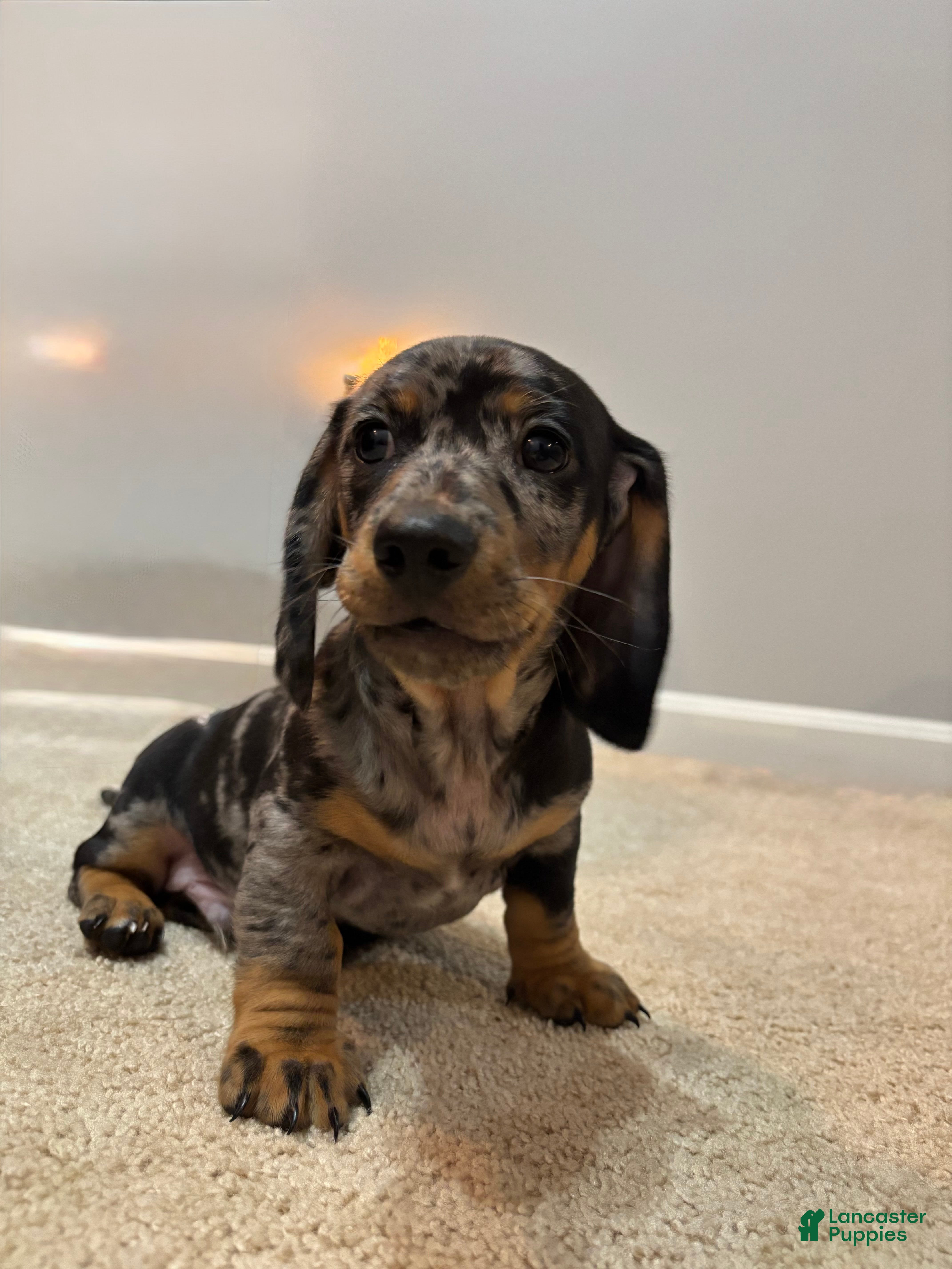 Miniature Dachshund dogs Romeo  - Ad 14