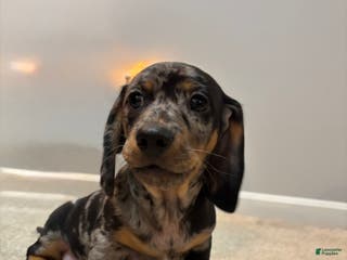 Miniature Dachshund dogs Romeo - Ad 17
