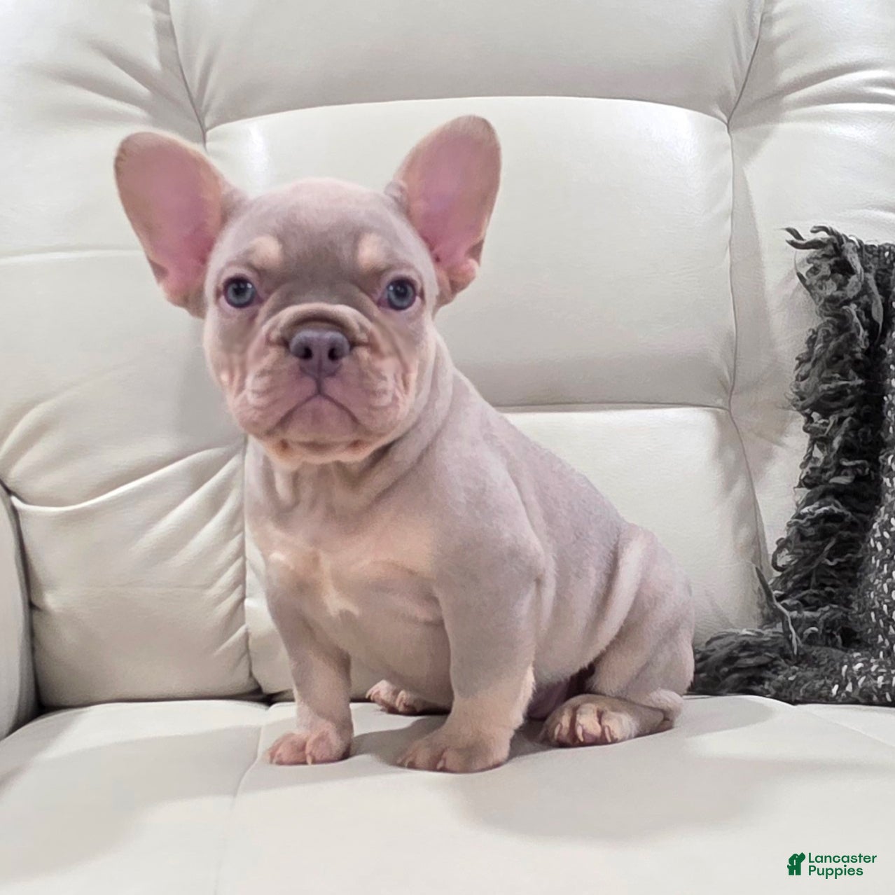 French Bulldog dogs Kai - Ad 27