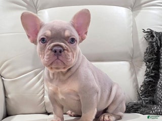 French Bulldog dogs Kai - Ad 37