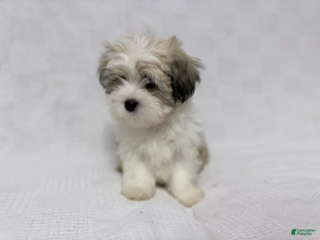 Malshi dogs for sale: Charlie - Ad 4