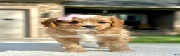 Cavapoo dogs for sale: Lemon - Ad 2