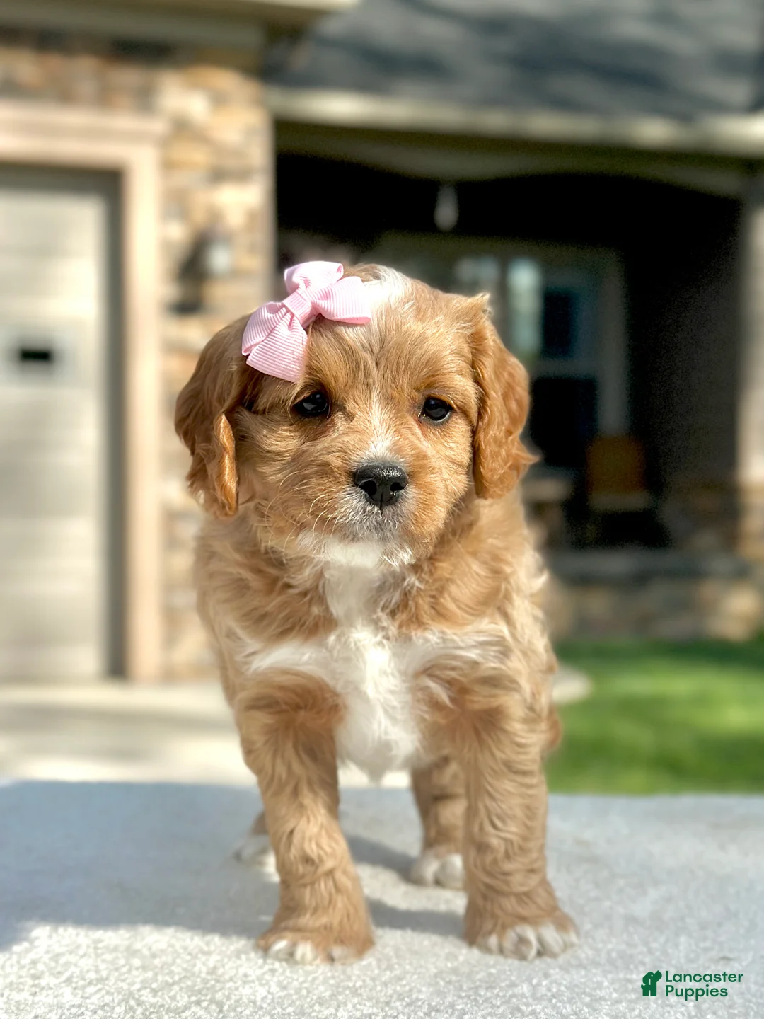 Cavapoo dogs for sale: Lemon - Ad 2