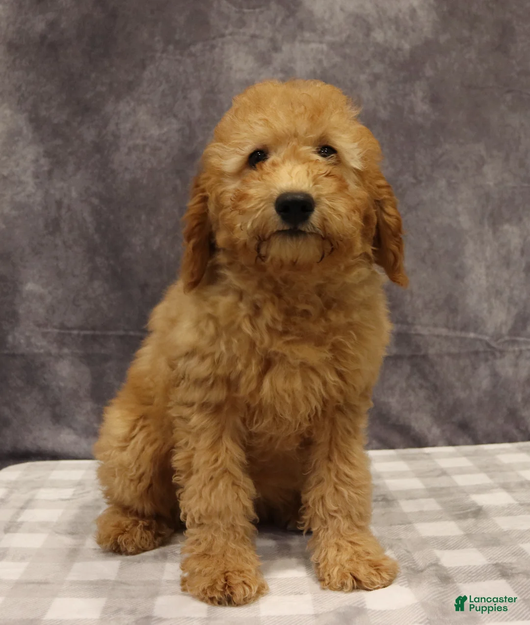 Mini Goldendoodle dogs for sale: Molly - Ad 7