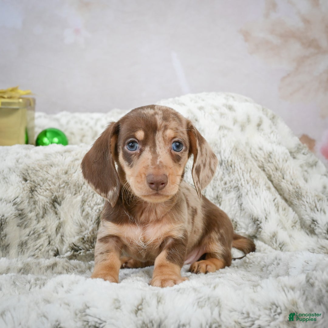 Miniature Dachshund dogs for sale: Max - Ad 1